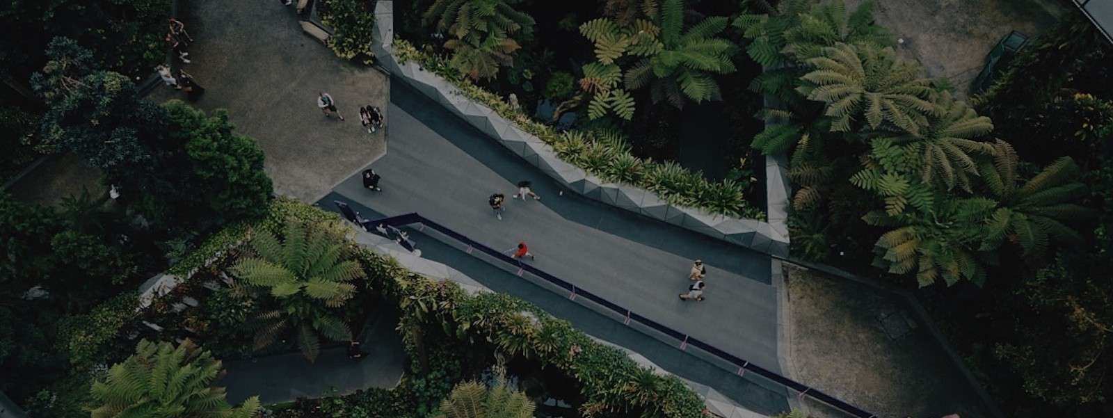 Aerial view of a bridge covered with trees